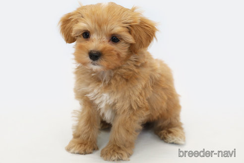 成約済の神奈川県のミックス犬-348759の1枚目